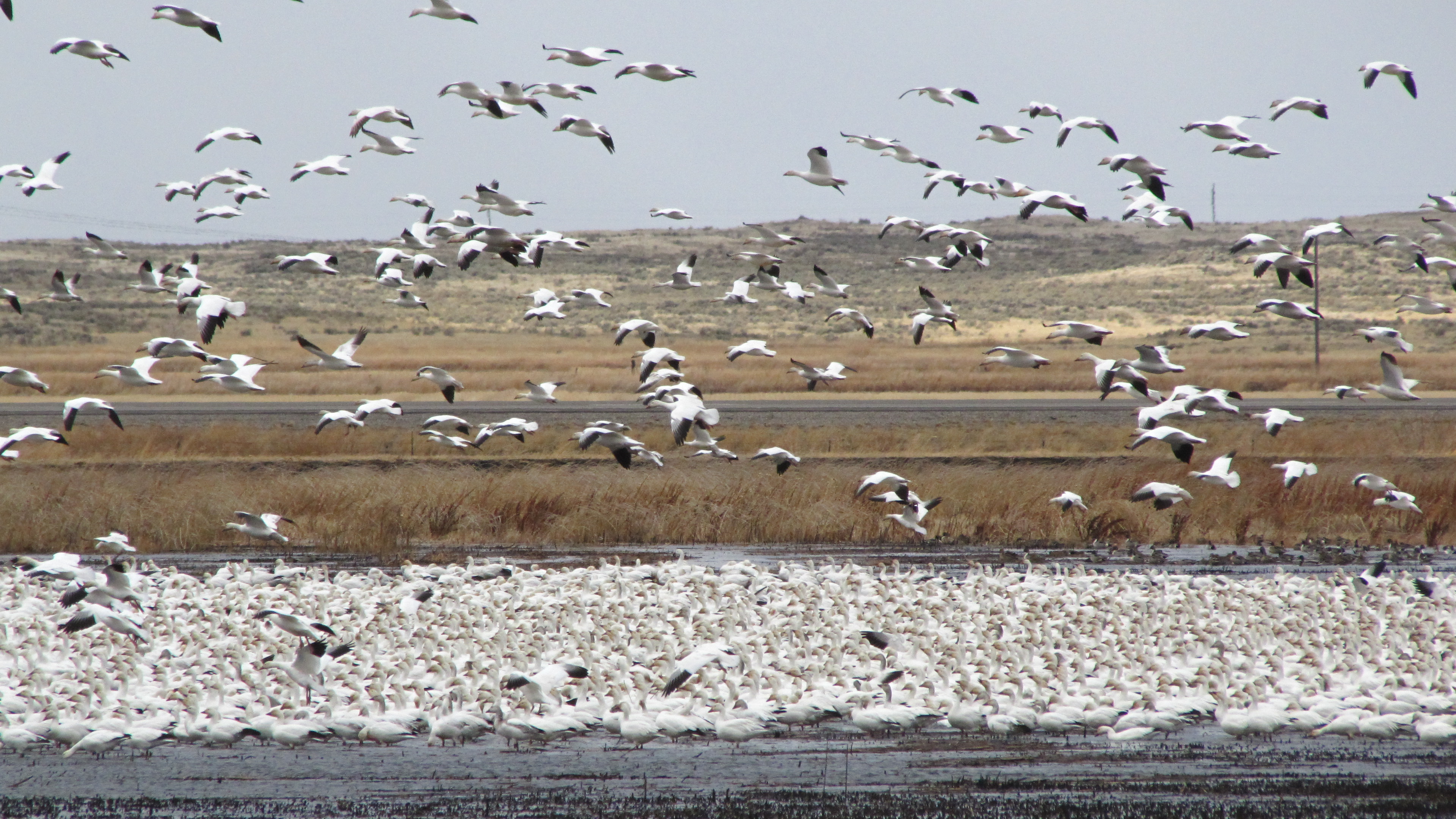 Snow Geese at Market Lake | Teton Regional Land Trust