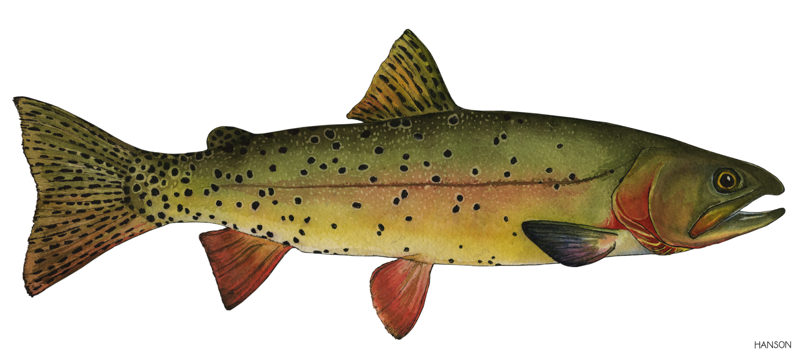 A Symbol of our Region - Yellowstone cutthroat trout
