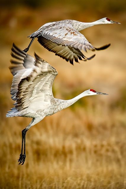 8 Crane Fest- Cranes Flying by Tim Mayo | Teton Regional Land Trust